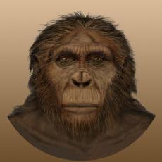 Image of Paranthropus aethiopicus face illustration